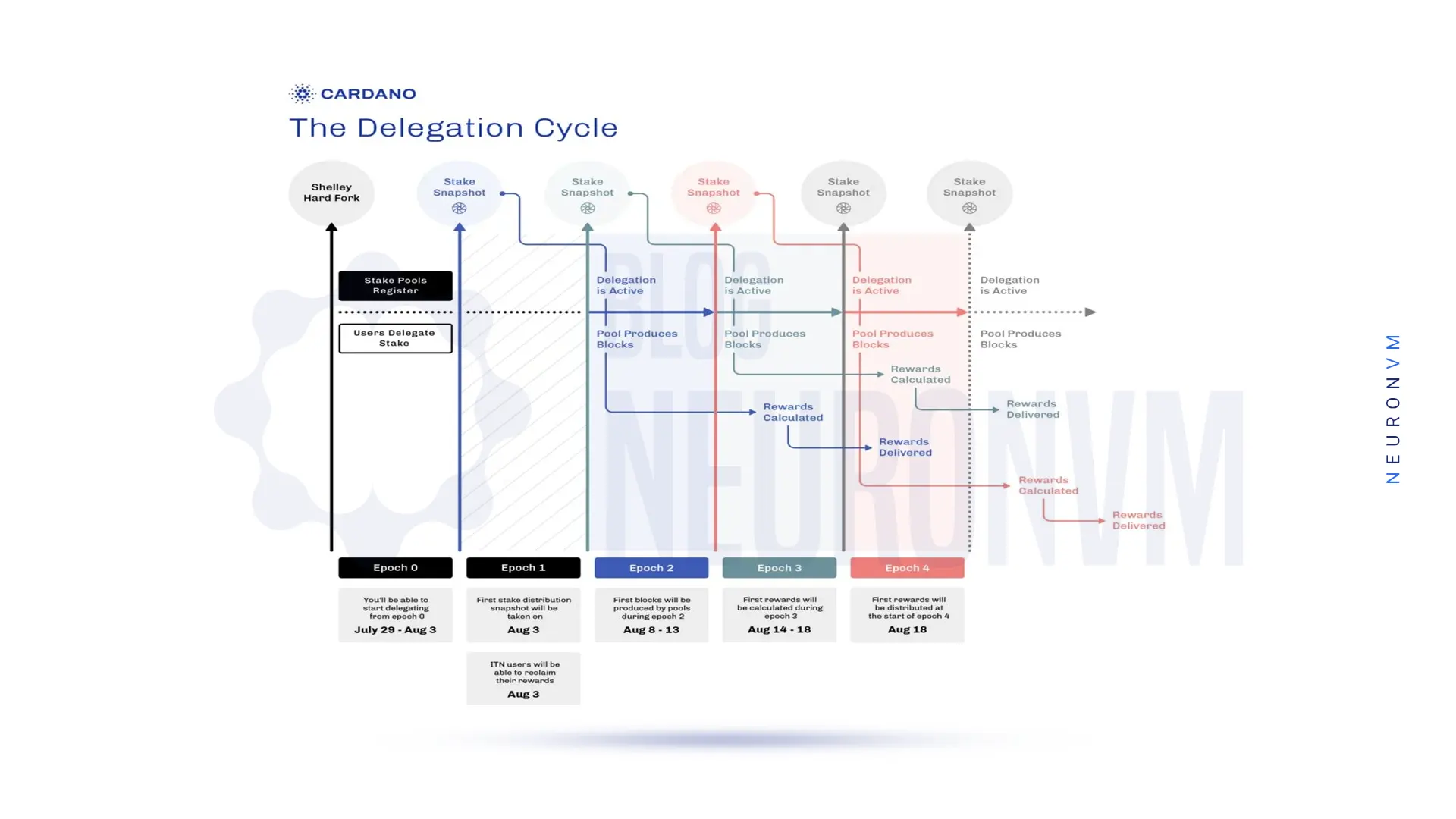 the delegation cycle cardano